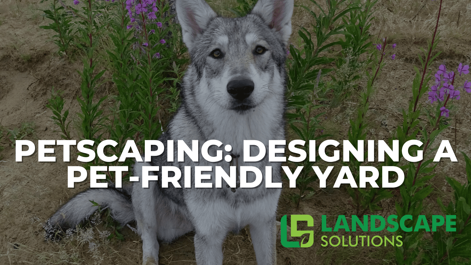 Petscaping: Designing a Pet-Friendly Yard