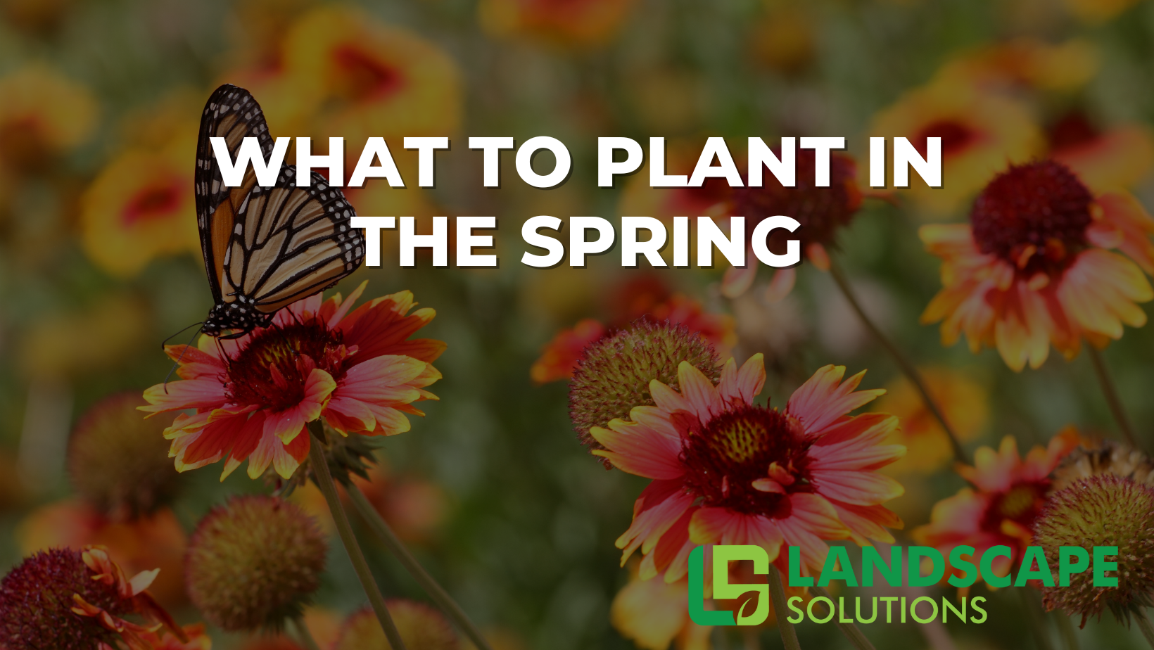 what to plant in the spring