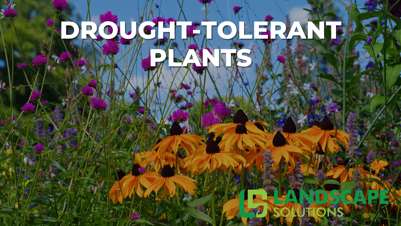 Drought-Tolerant Plants
